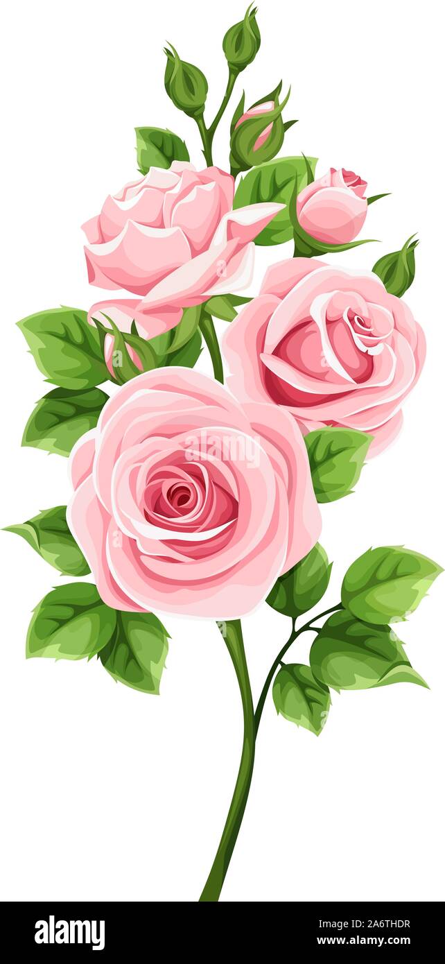 Vector branch of pink roses isolated on a white background Stock Vector ...