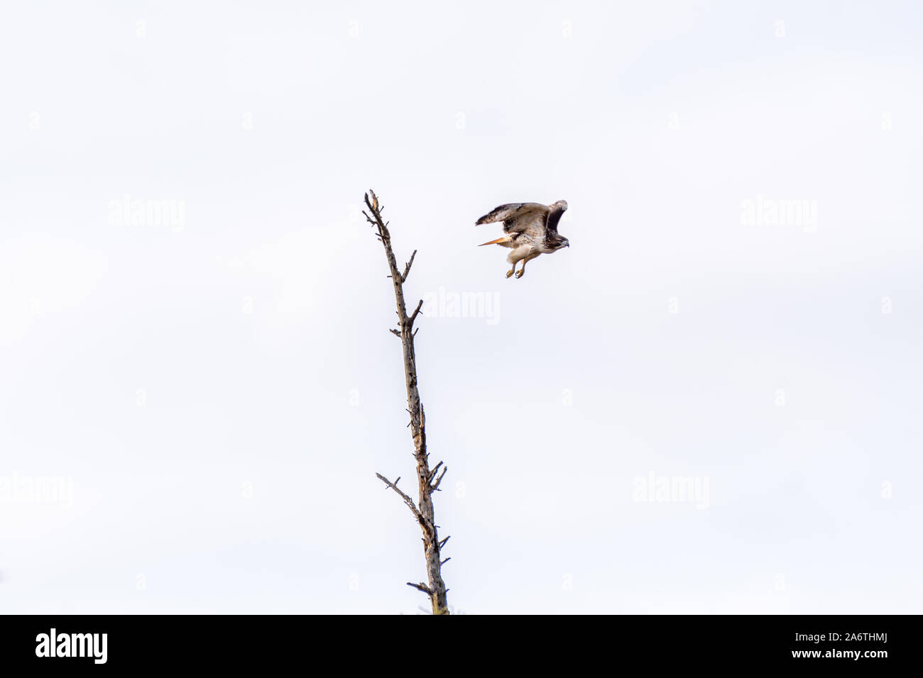 Red-tailed Hawk (Buteo jamaicensis) taking off from dead tree in Michigan, USA. Stock Photo