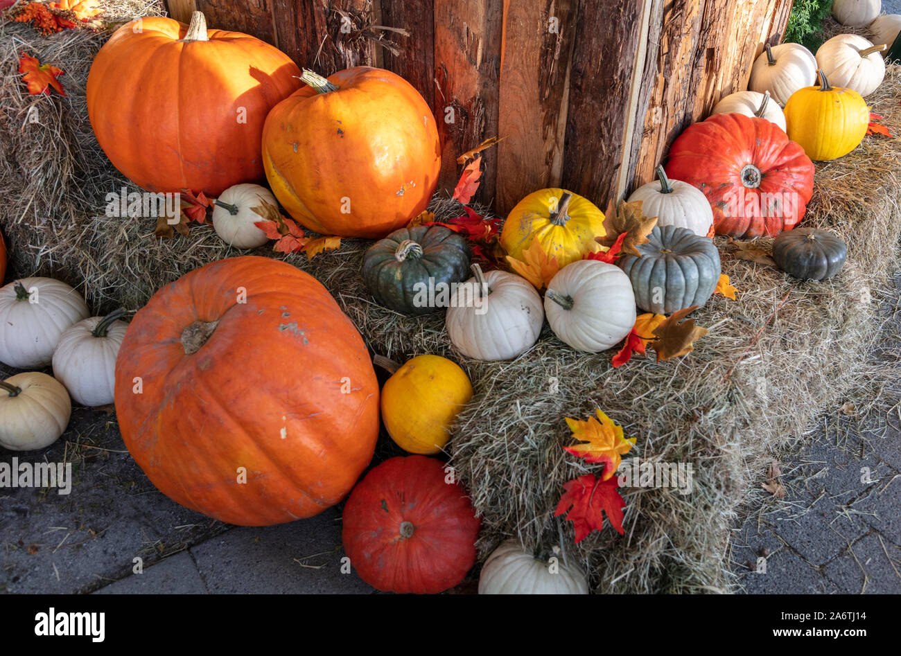 Colorful pumpkins on hay bales, close up Stock Photo