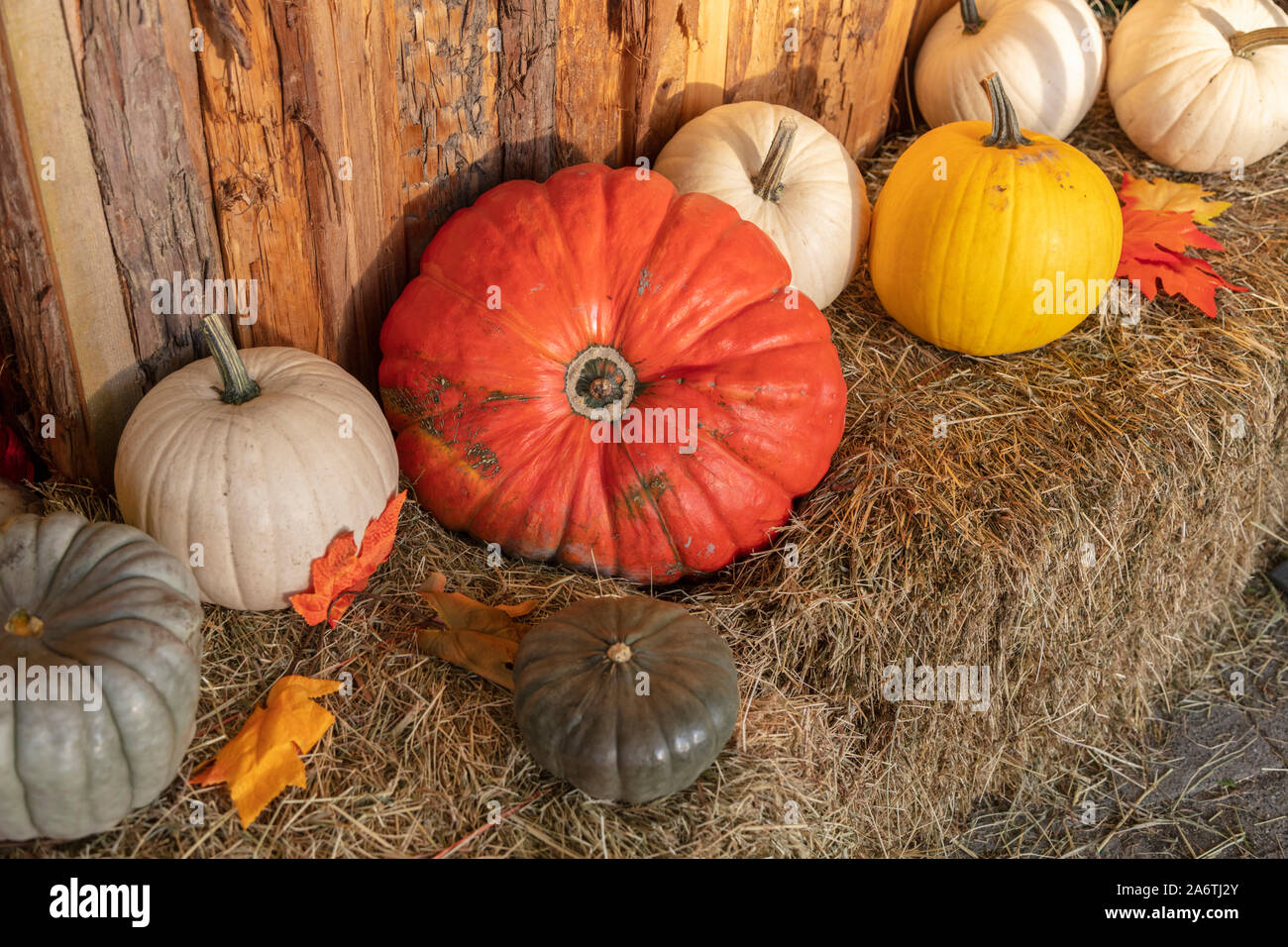 Colorful pumpkins on hay bales, close up Stock Photo