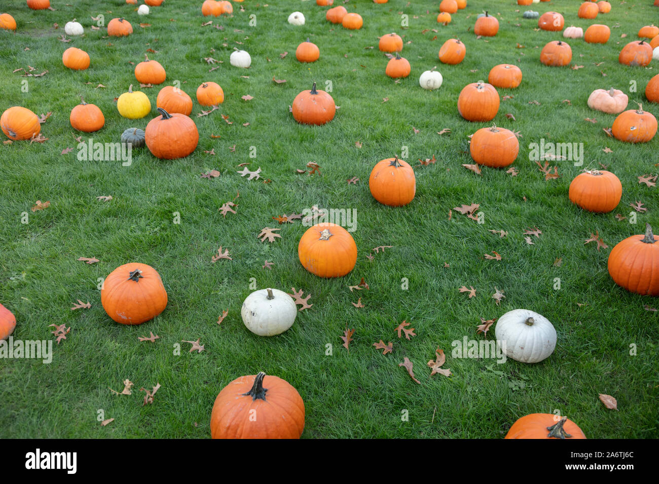Pumpkins on green lawn for background use Stock Photo - Alamy