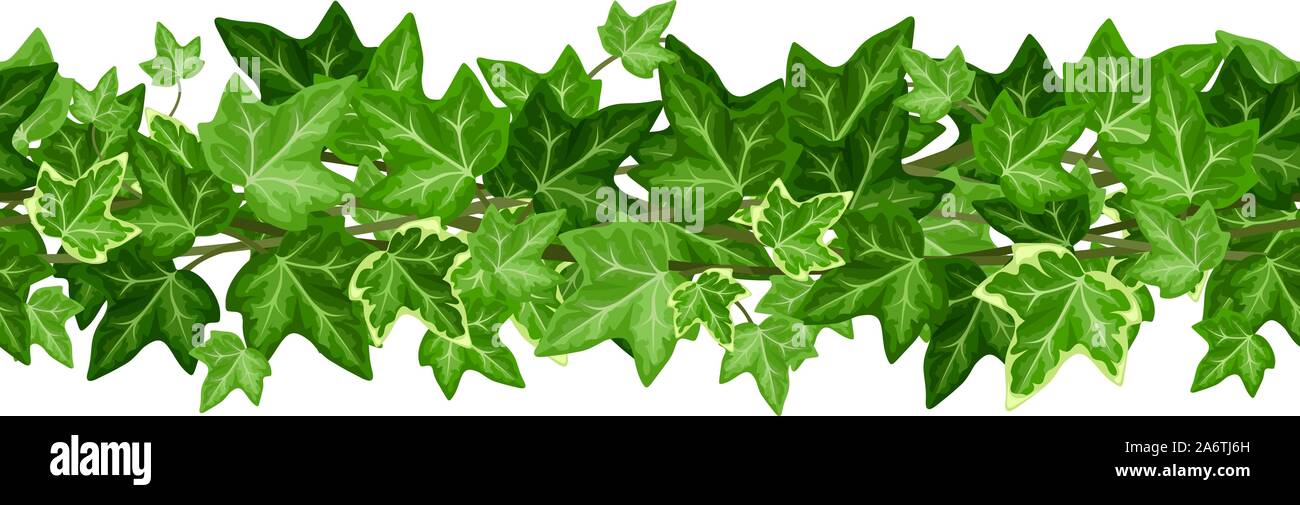 Vector horizontal seamless garland with green ivy leaves on a white ...