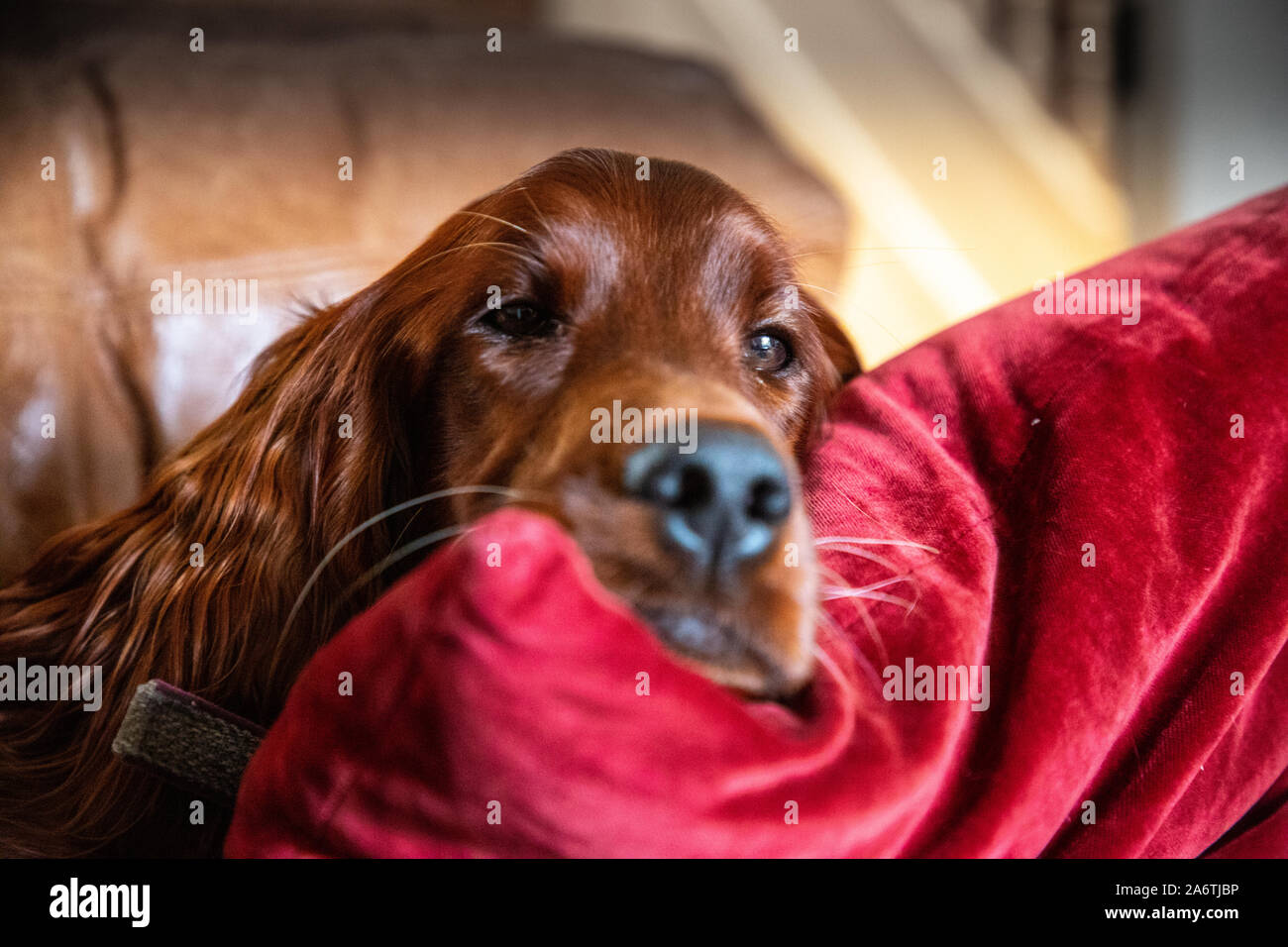 One year old female Irish Red Setter relaxing on a leather sofa with a red velvet cushion. Stock Photo