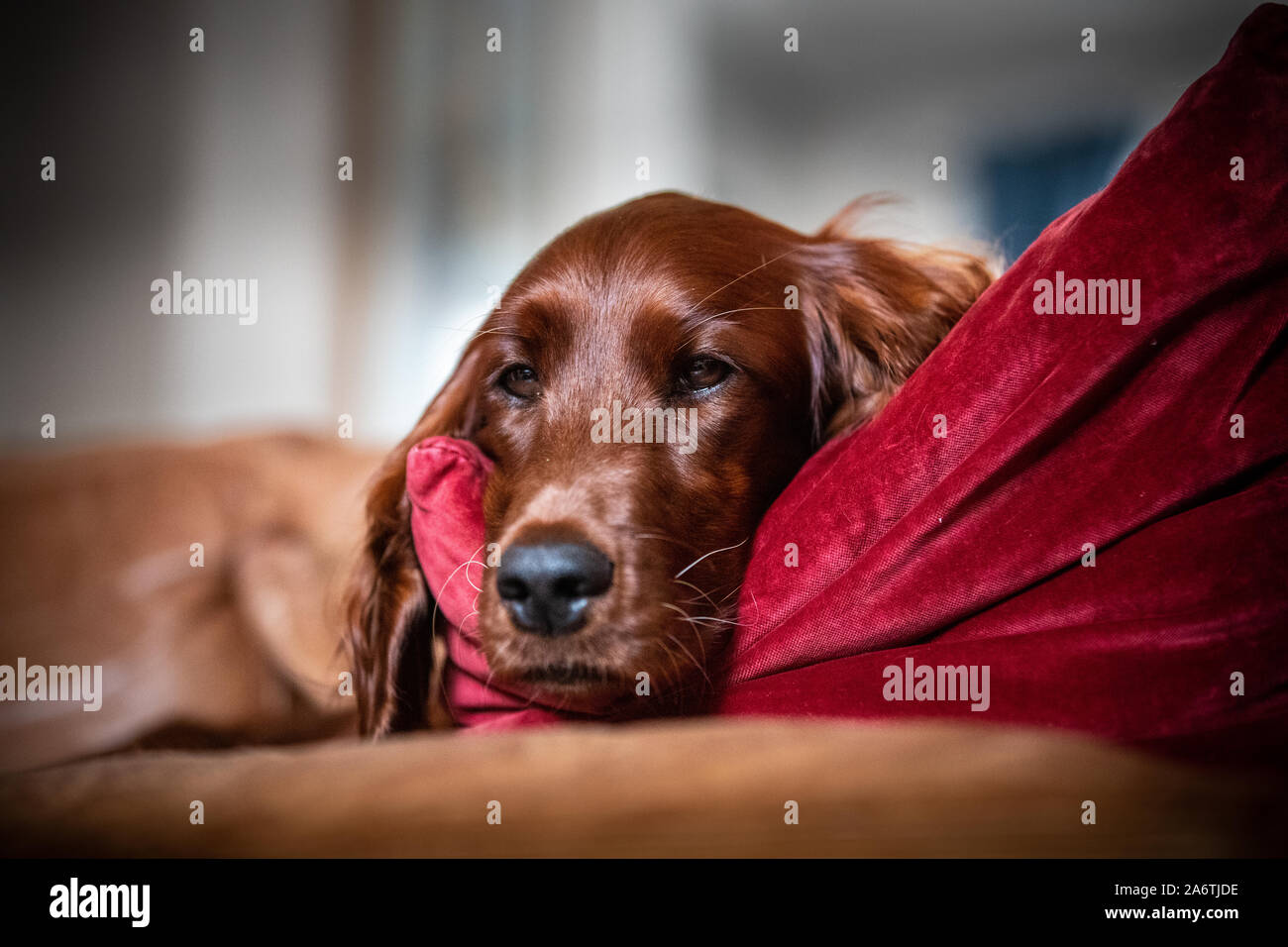 One year old female Irish Red Setter relaxing on a leather sofa with a red velvet cushion. Stock Photo