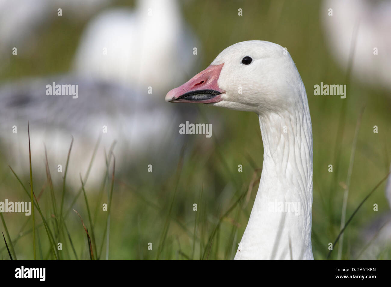 White Snow Goose at Richmond British Columbia Canada Stock Photo
