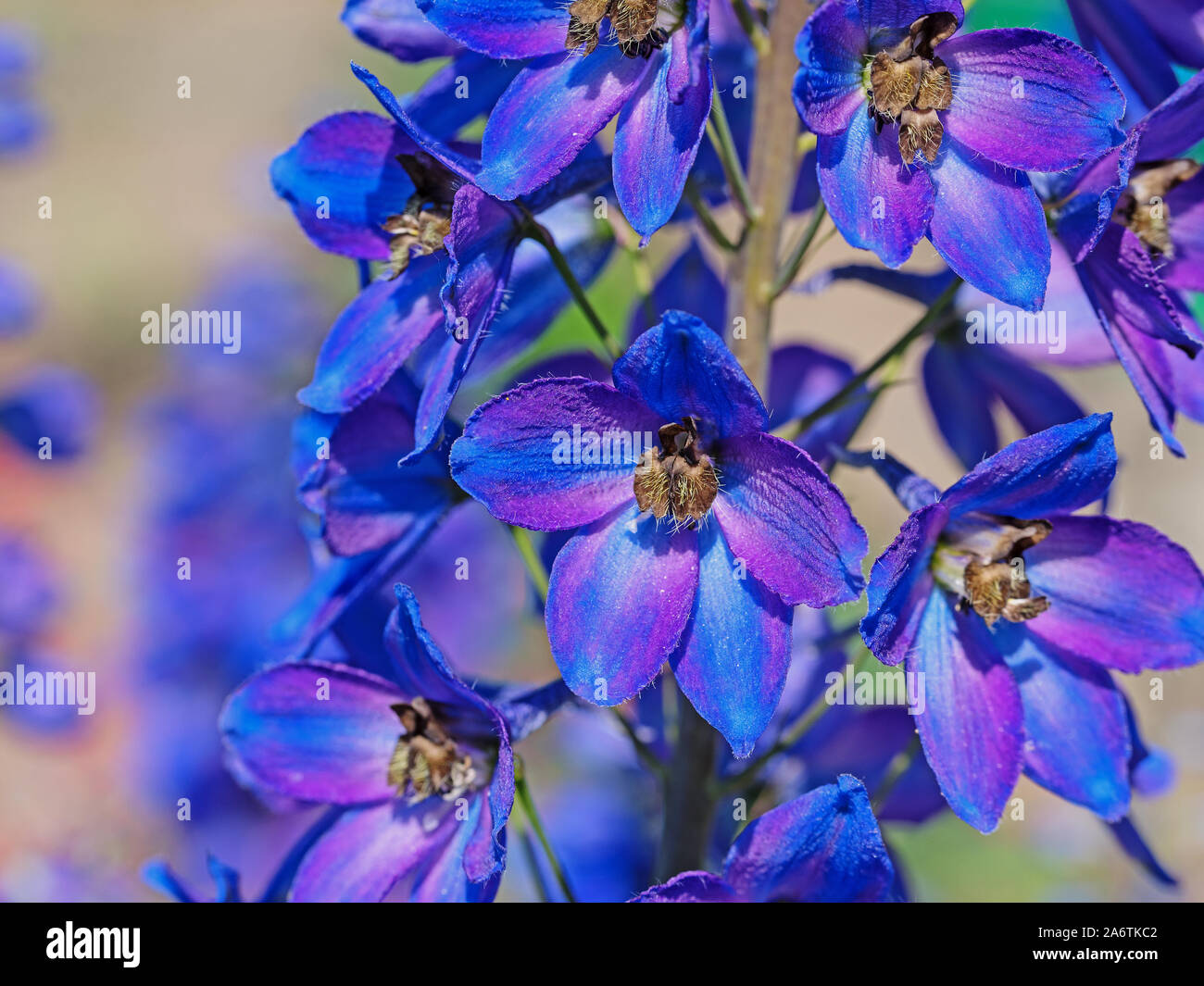 Blossoming knight spur, delphinium, in the garden Stock Photo
