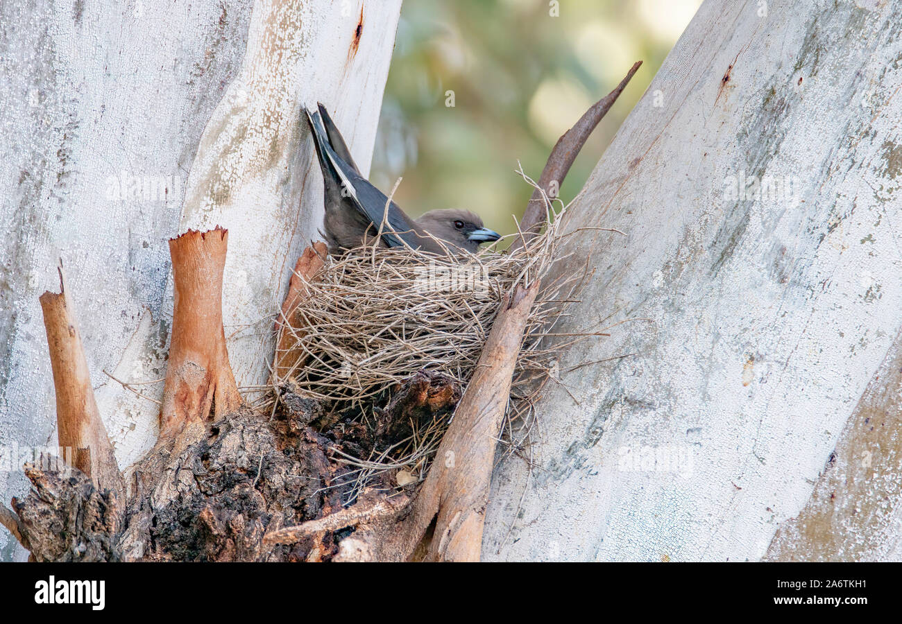 A Dusky Wood swallow on it's nest which it has built in the fork of a tree Stock Photo