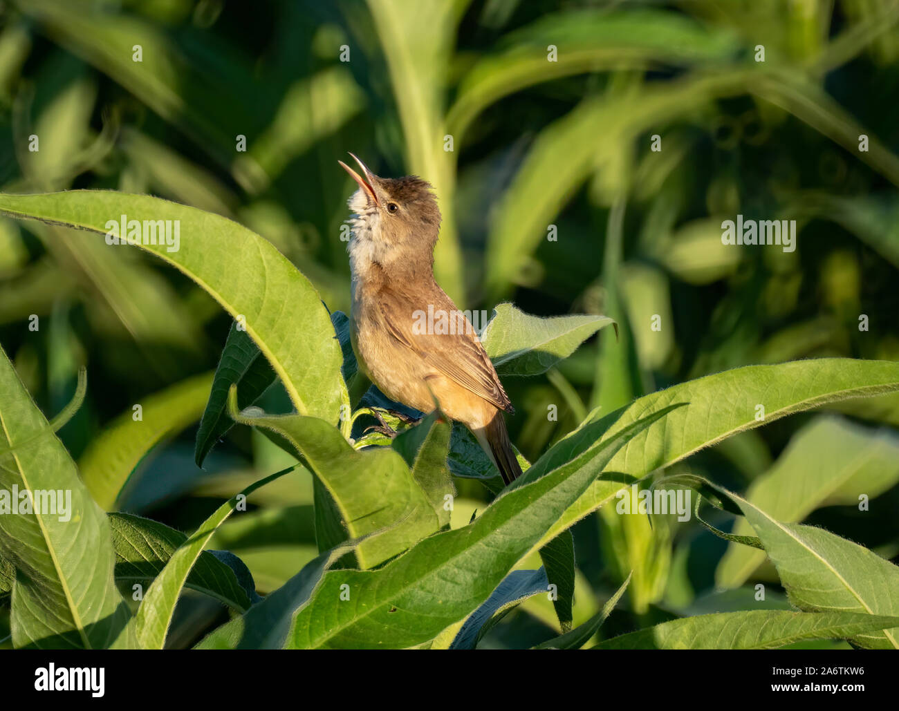 An Australian Reed Warbler singing in it's leafy riverside homel Stock Photo
