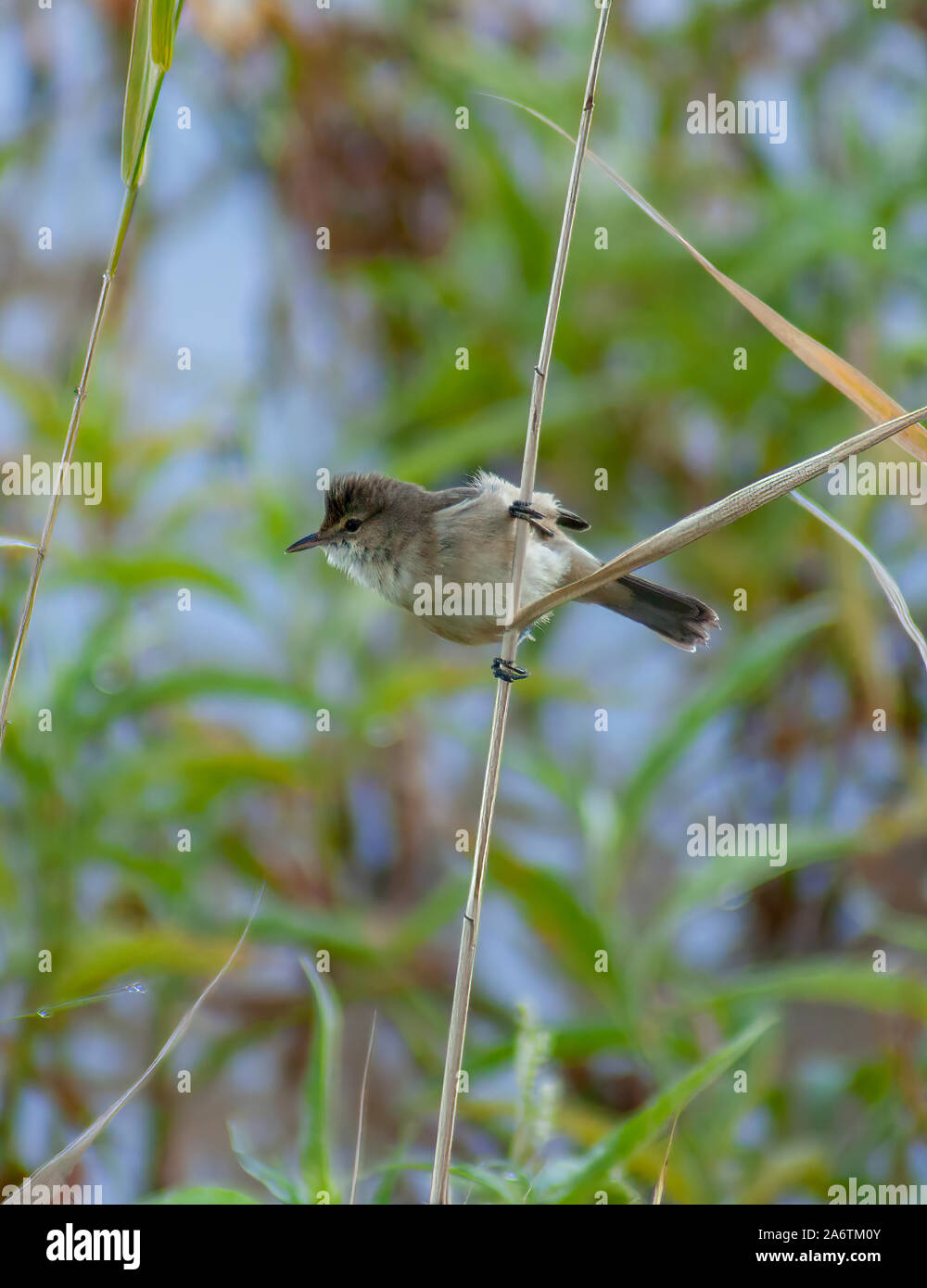An Australian Reed Warbler clings to a reed stem against a leafy background in it's chosen area of the river bank Stock Photo