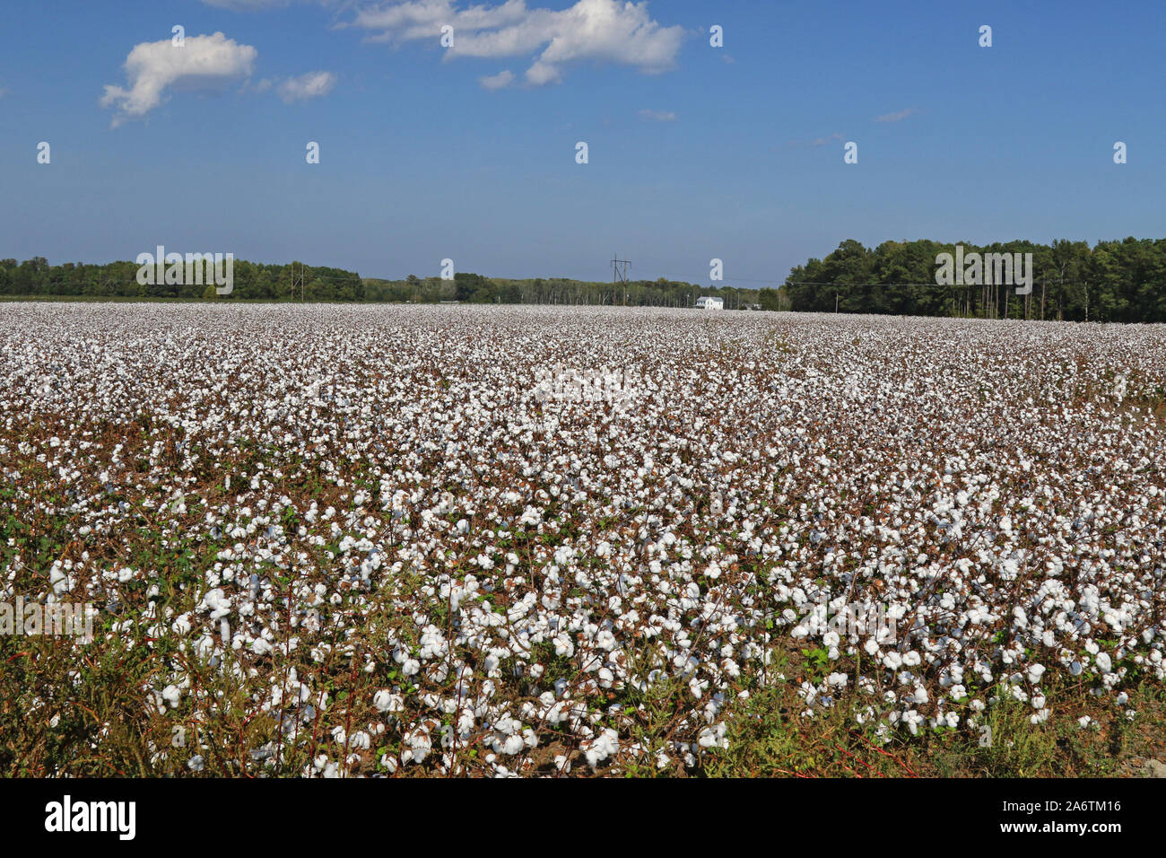 Cotton field ready for harvest, Virginia, United States Stock Photo Alamy