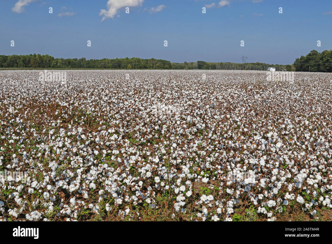 Cotton field ready for harvest, Virginia, United States Stock Photo Alamy