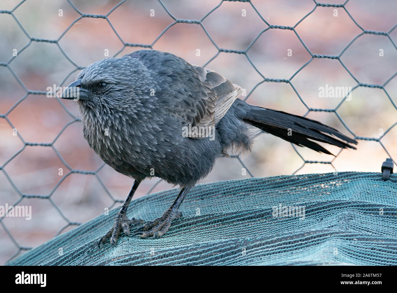 Closeup of a grumpy looking Apostle Bird , one of a flock feeding in a garden Stock Photo