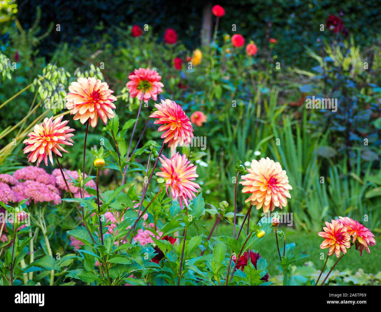 Dahlia 'Julie One' at Chenies Manor garden. A corner of the Sunken garden; part of the terraced herbaceous border display in late Summer. Stock Photo