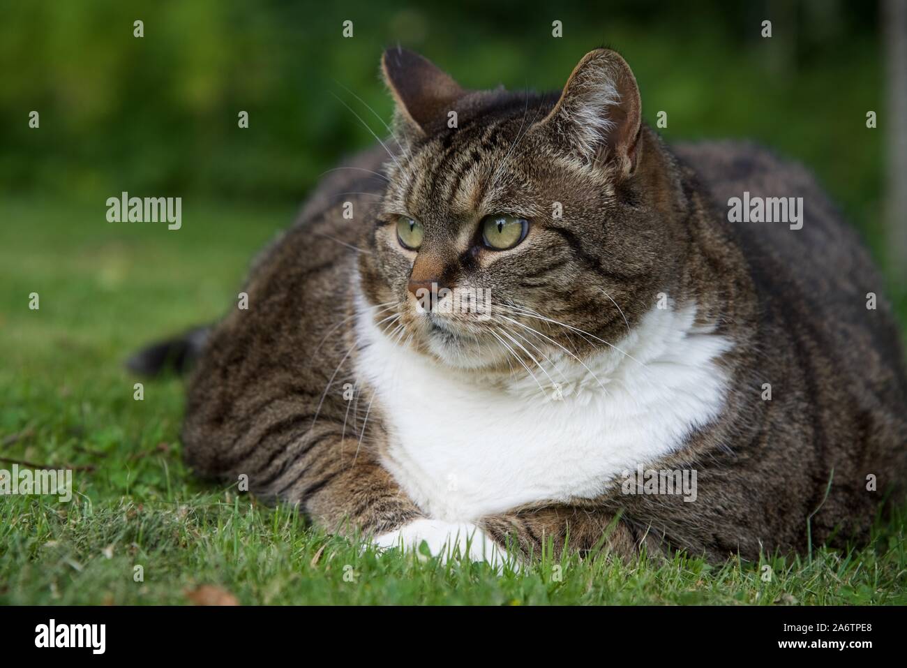 what-is-overweight-for-a-tabby-cat-at-randal-canada-blog
