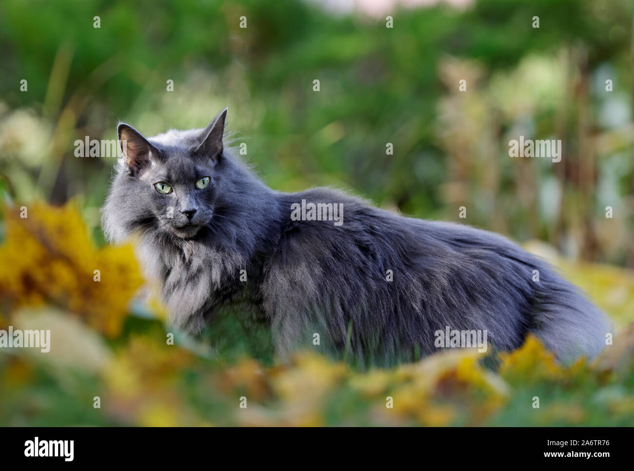 Blue norwegian forest cat female in garden in autumn Stock Photo