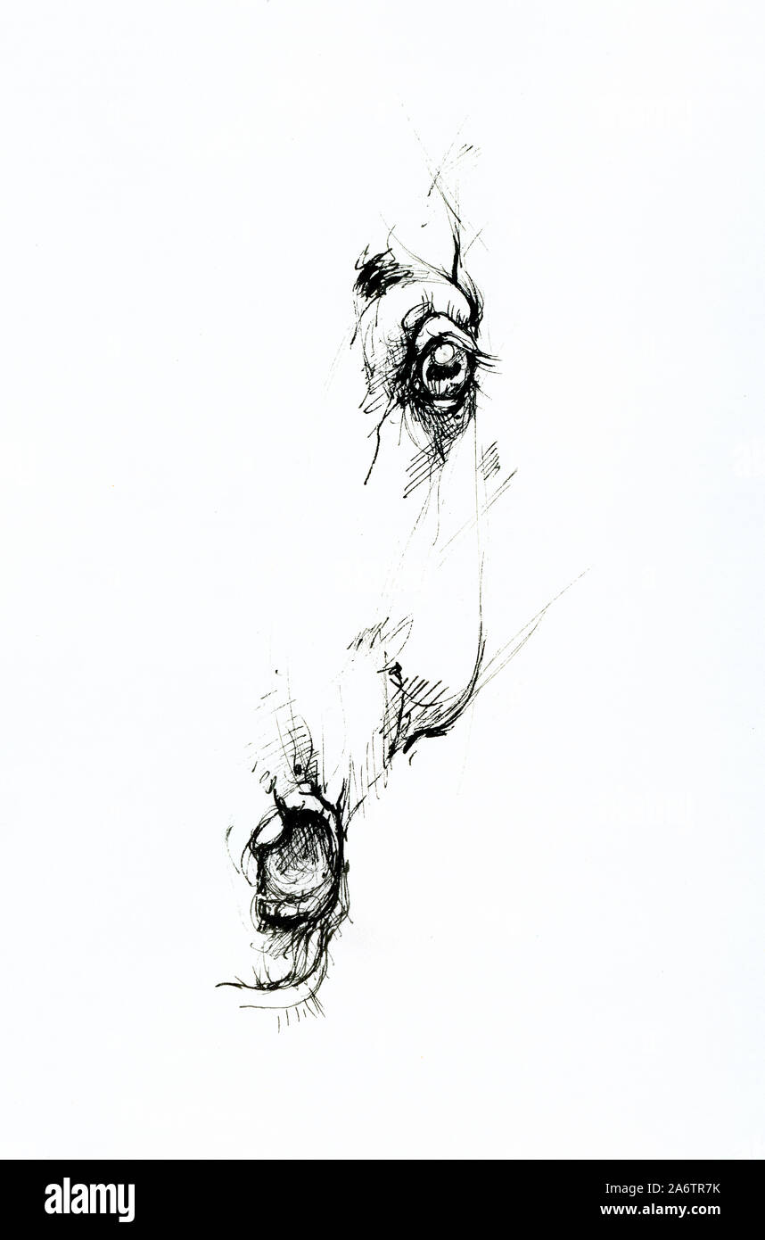 Horses Eye Cut Out Stock Images Pictures Alamy