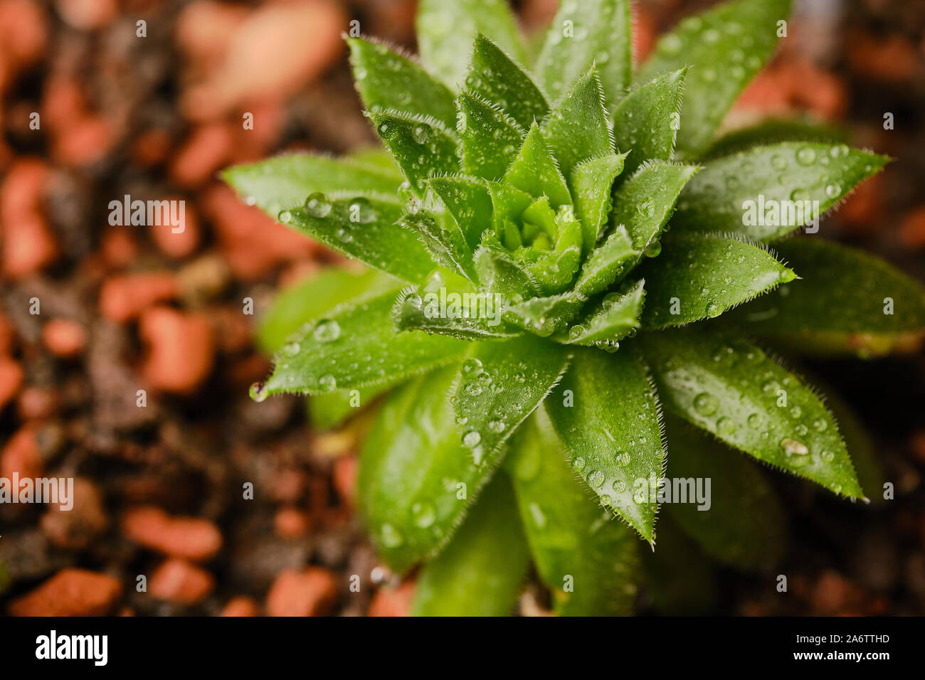 macro of sempervivum succulent with water drops Stock Photo
