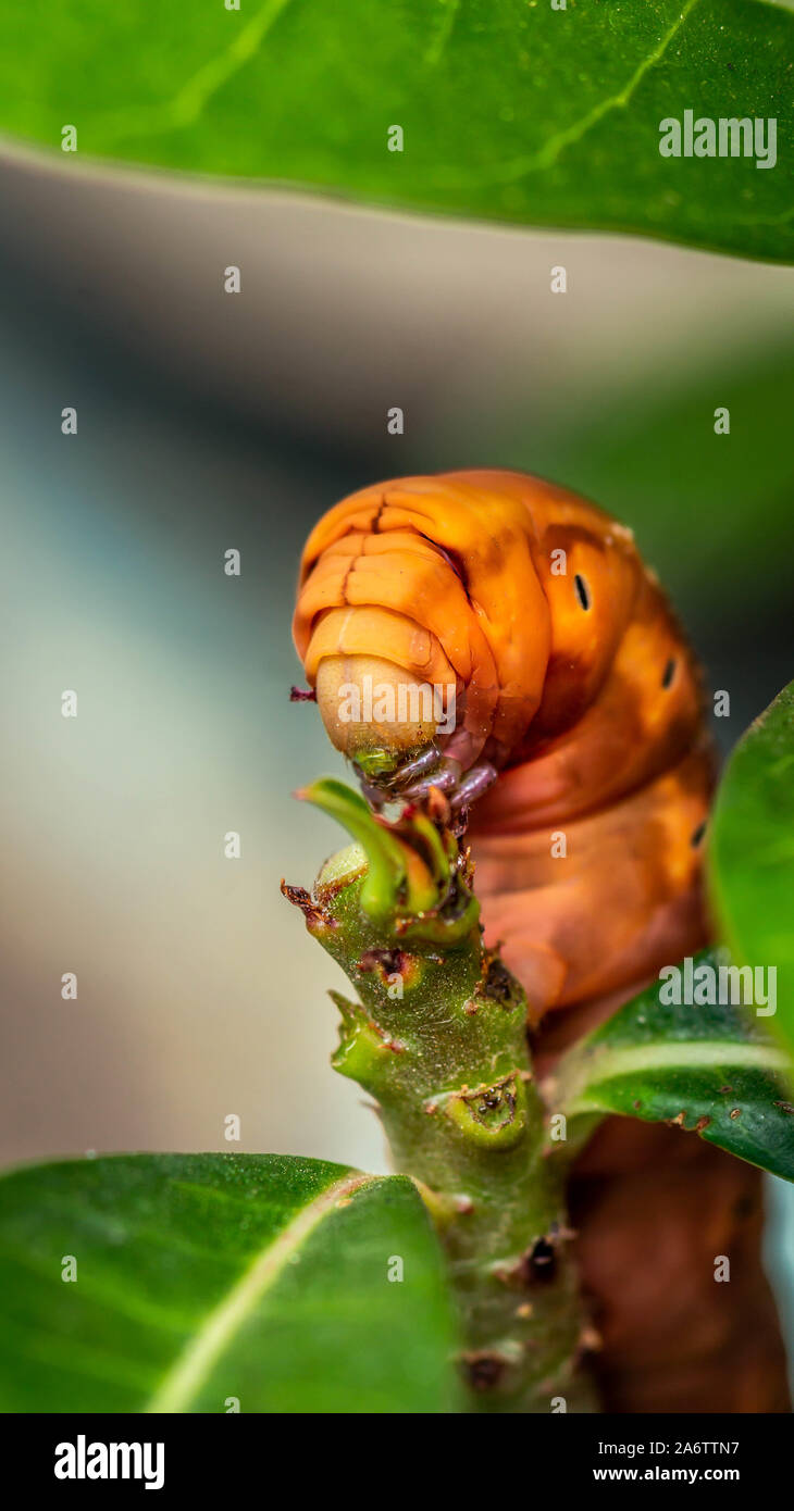 detail closeup of orange caterpillar eating the leaves Stock Photo Alamy