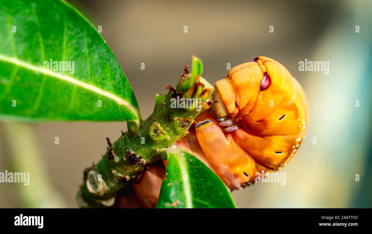 detail closeup of orange caterpillar eating the leaves Stock Photo Alamy
