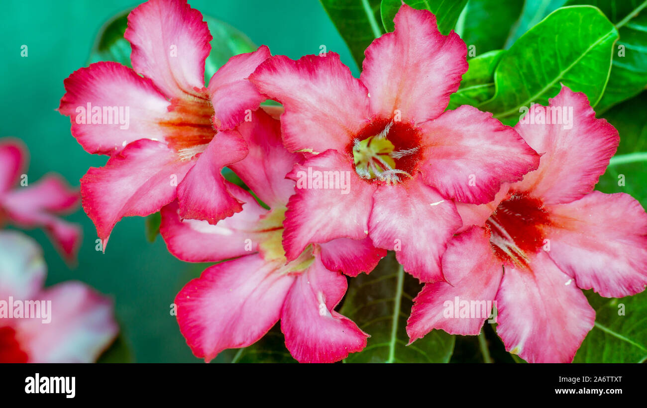 beautiful color of pink Adenium flower. desert plant Stock Photo
