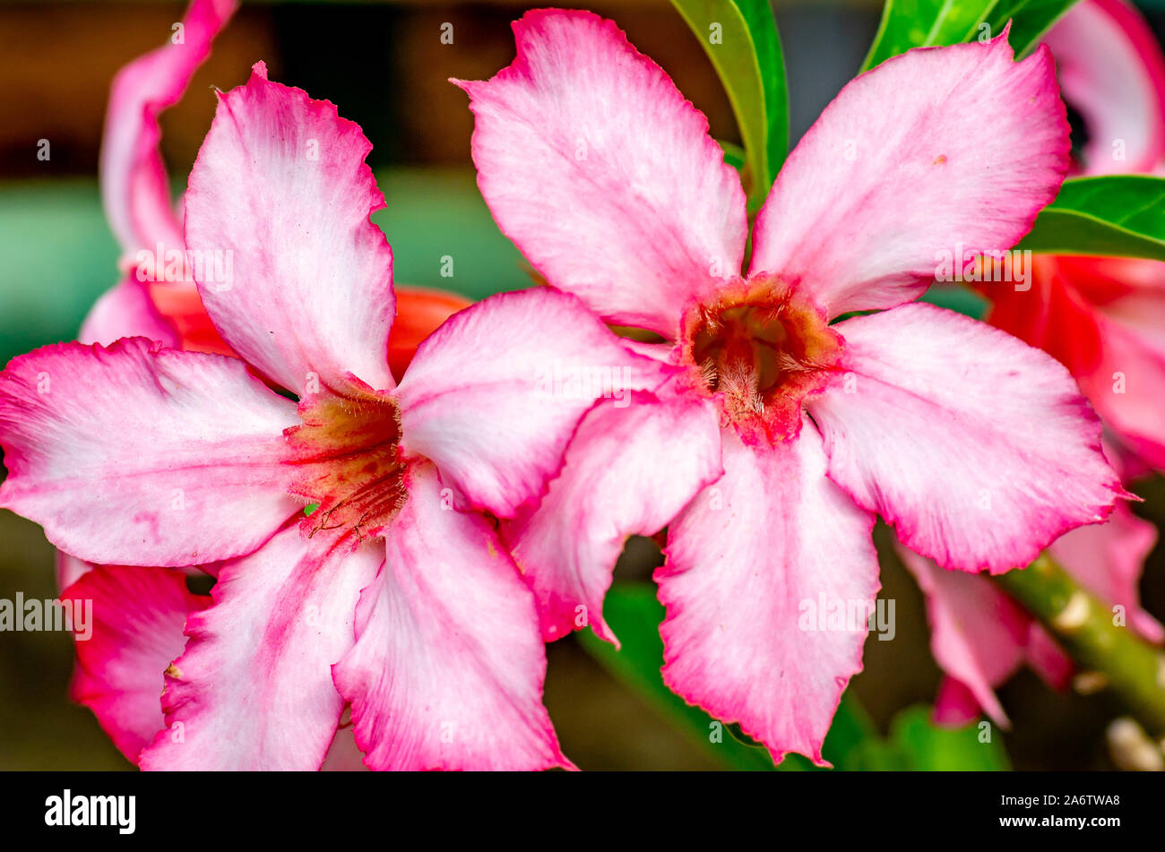 Beautiful pink color adenium hi-res stock photography and images - Alamy