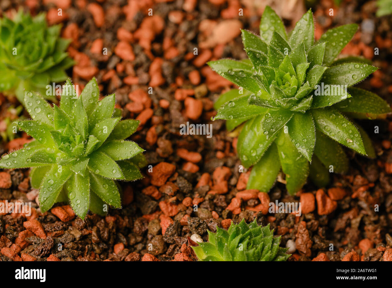 macro of sempervivum succulent as a home plant Stock Photo