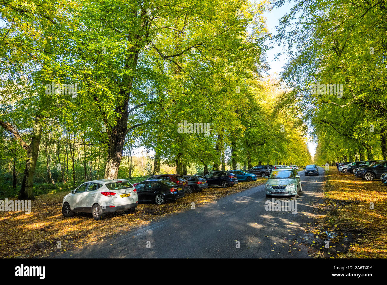 Cars parked along Lime Tree avenue in Clumber Park on a bright and sunny Autumn day. Stock Photo