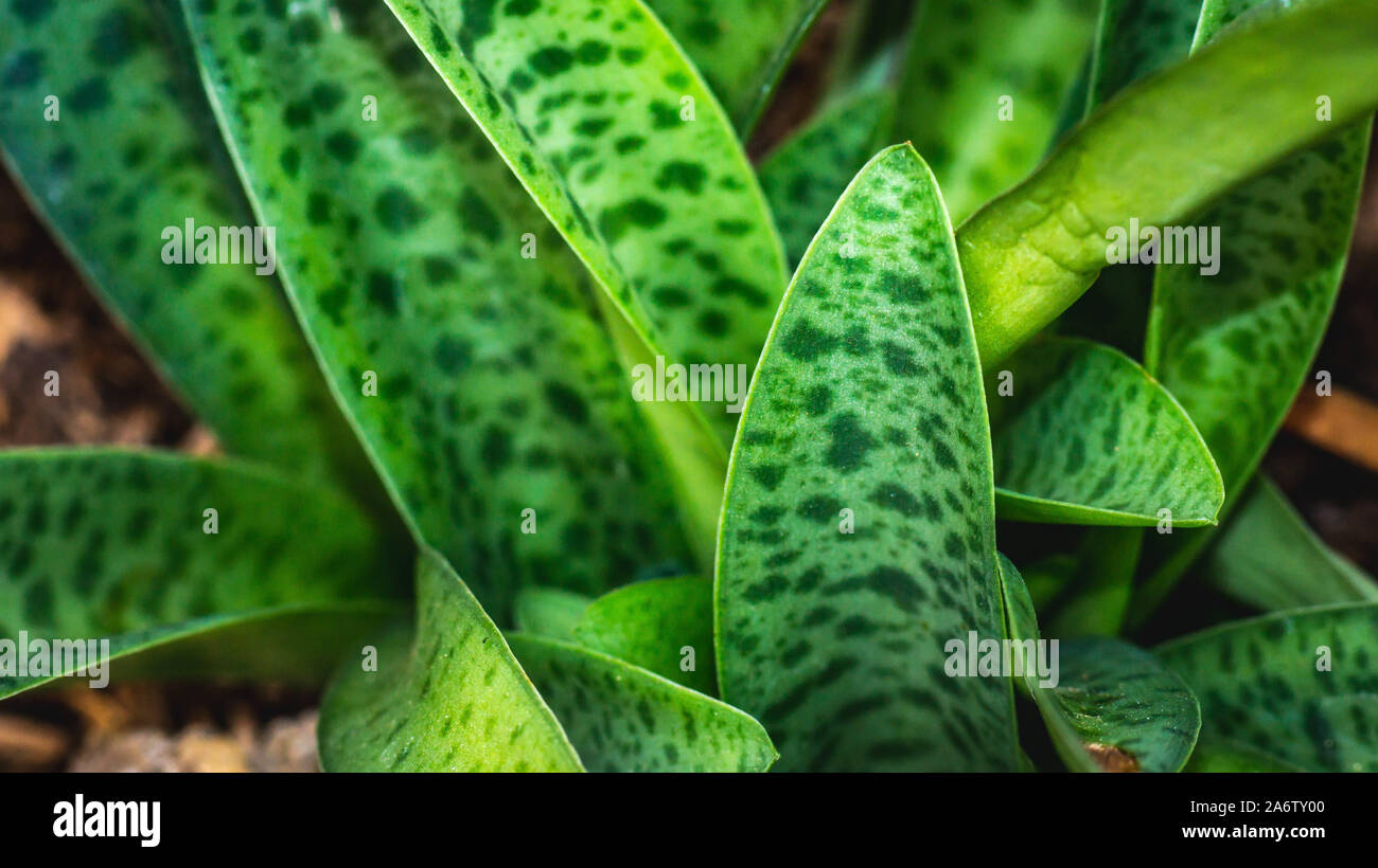 closeup of green leaves with dot pattern. Ledebouria, drought tolerant plant Stock Photo