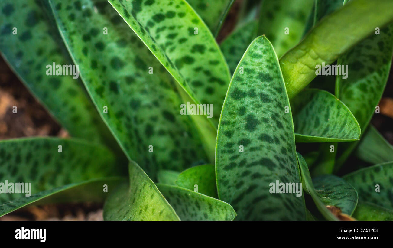 closeup of green leaves with dot pattern. Ledebouria, drought tolerant plant Stock Photo
