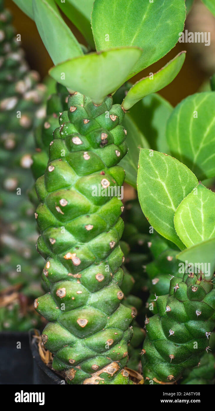 closeup of green dessert plant with spike in the trunk. Monadenium Sp Stock Photo