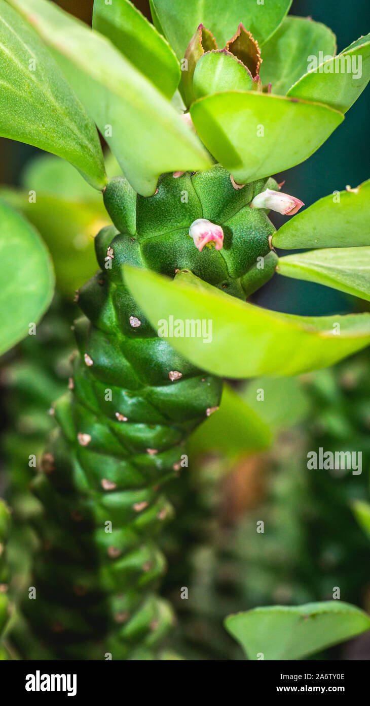 closeup of green dessert plant with spike in the trunk. Monadenium Sp Stock Photo