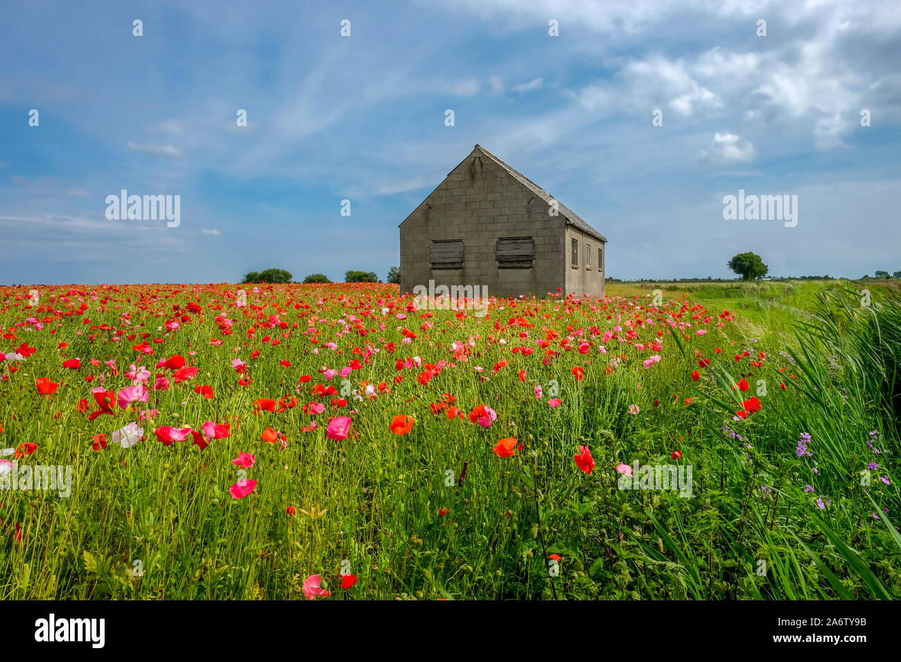 Field with vivid poppies with old barn Stock Photo