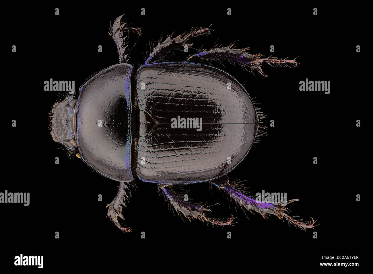 Anoplotrupes stercorosus, the dor beetle, is a species of earth-boring dung beetle. Skogstordyvel Stock Photo