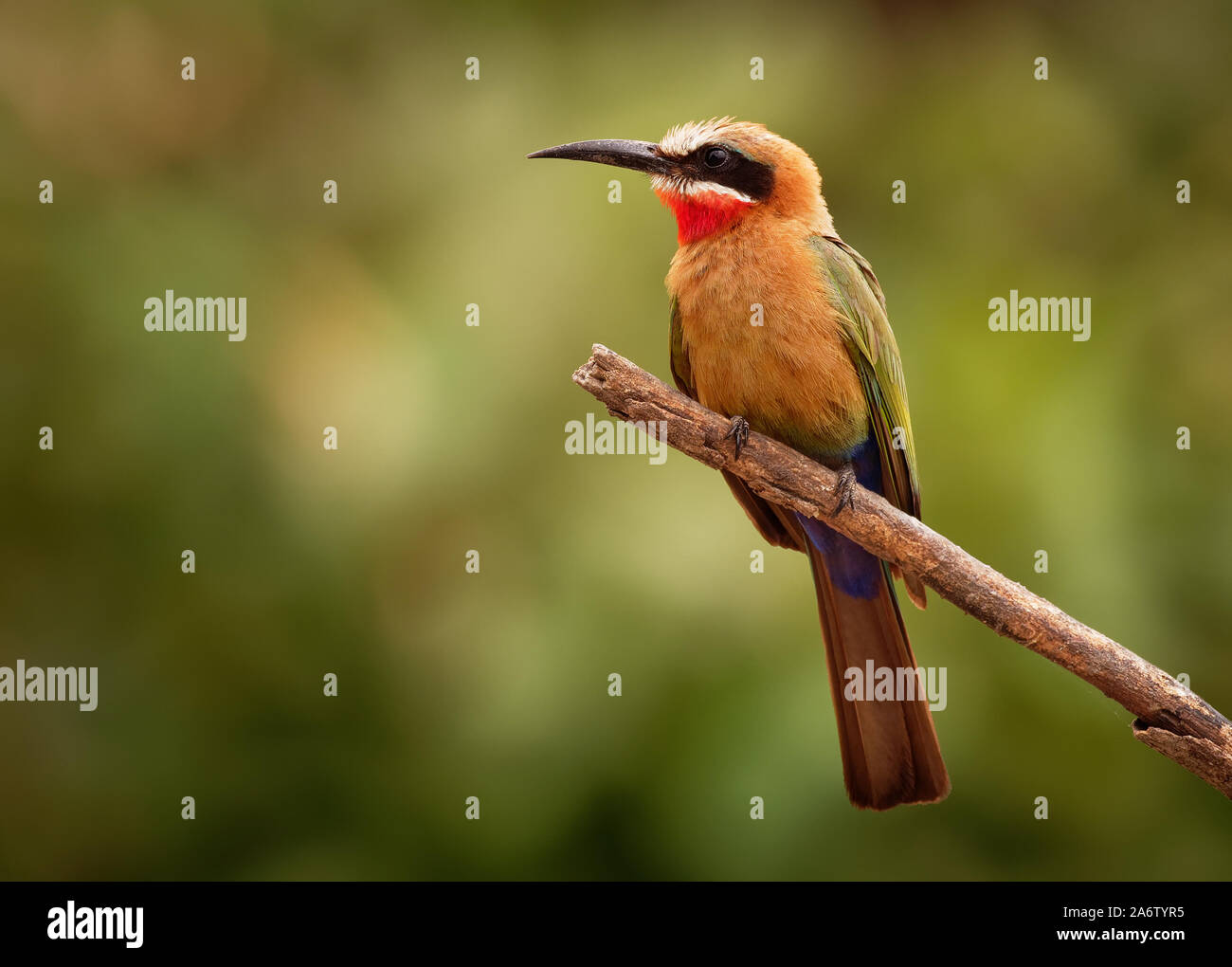 White-fronted Bee-eater - Merops bullockoides  species of bee-eater widely distributed in sub-equatorial Africa, nest in small colonies, digging holes Stock Photo
