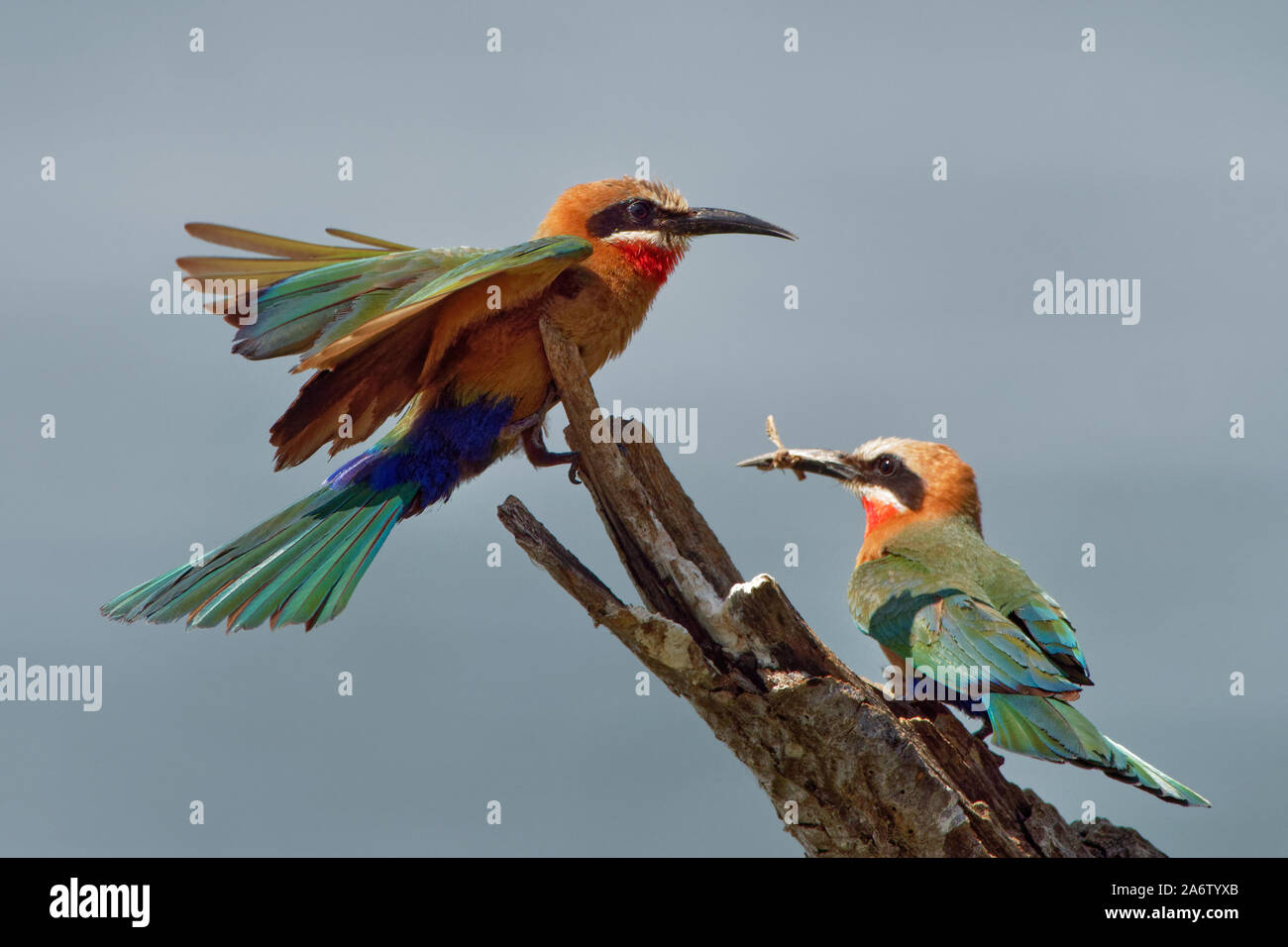 White-fronted Bee-eater - Merops bullockoides green and orange and red bird widely distributed in sub-equatorial Africa, nest in small colonies, digg Stock Photo