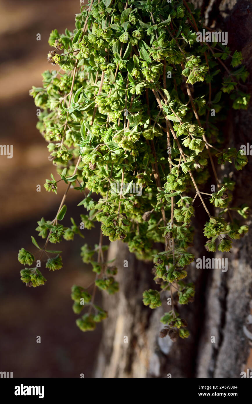 A bunch of oregano hangs to dry on a tree outdoors in Sicily and smells