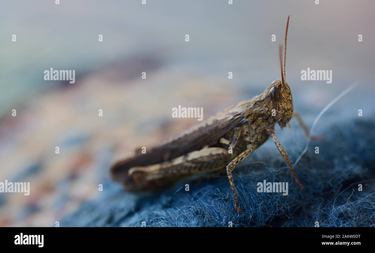 A brown little grasshopper sits on a plastic fabric against a light background with open space Stock Photo