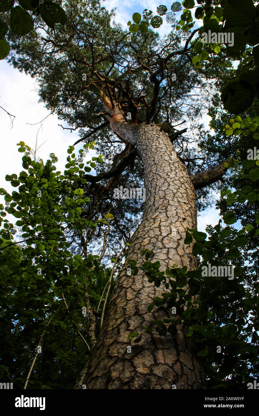 Kin Pine King pine hi-res stock photography and images - Alamy