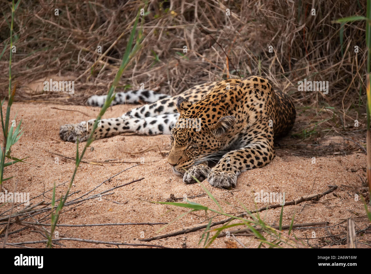African leopard in a rainforest hi-res stock photography and images - Alamy
