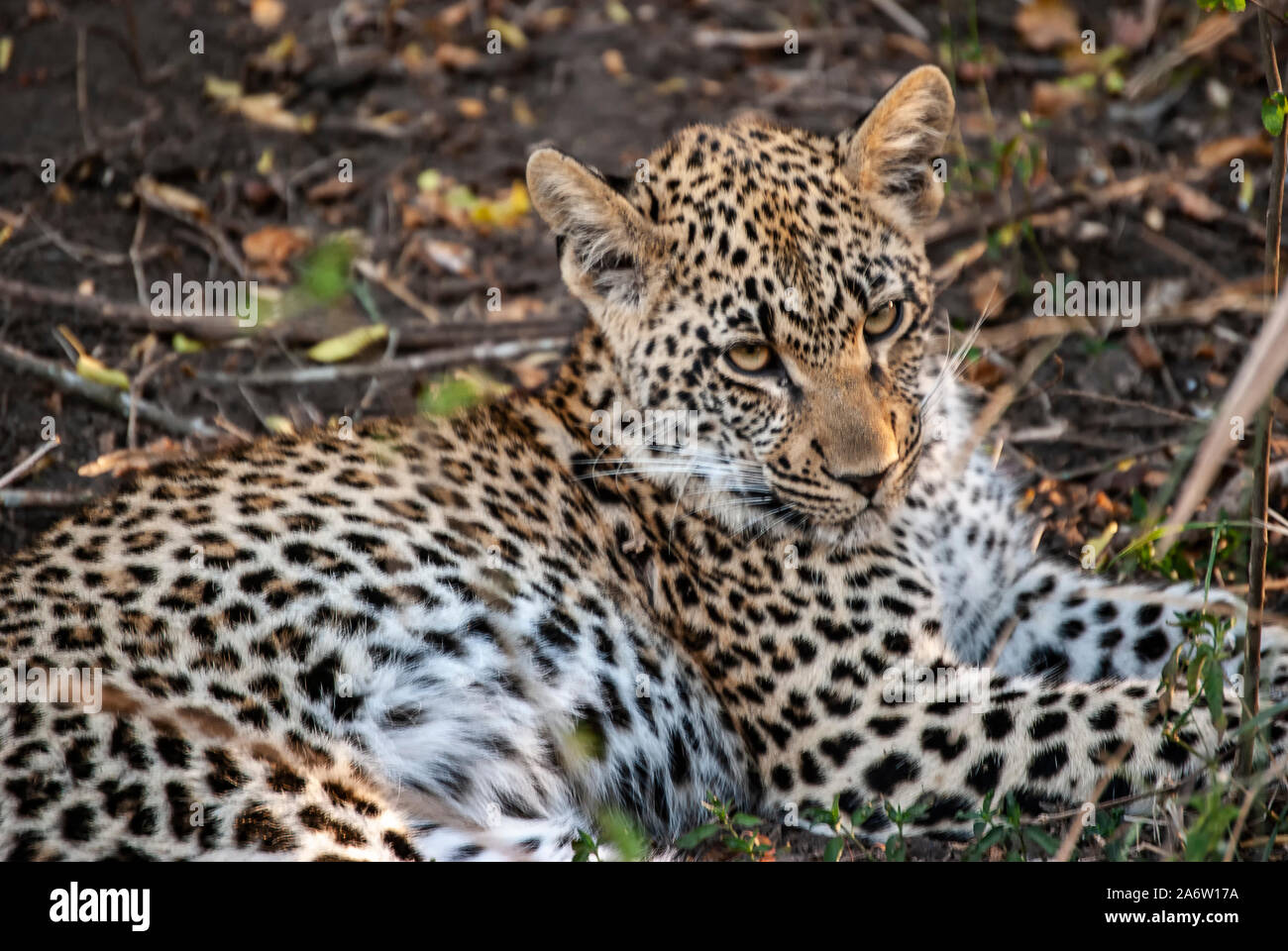 African leopard in a rainforest hi-res stock photography and images - Alamy