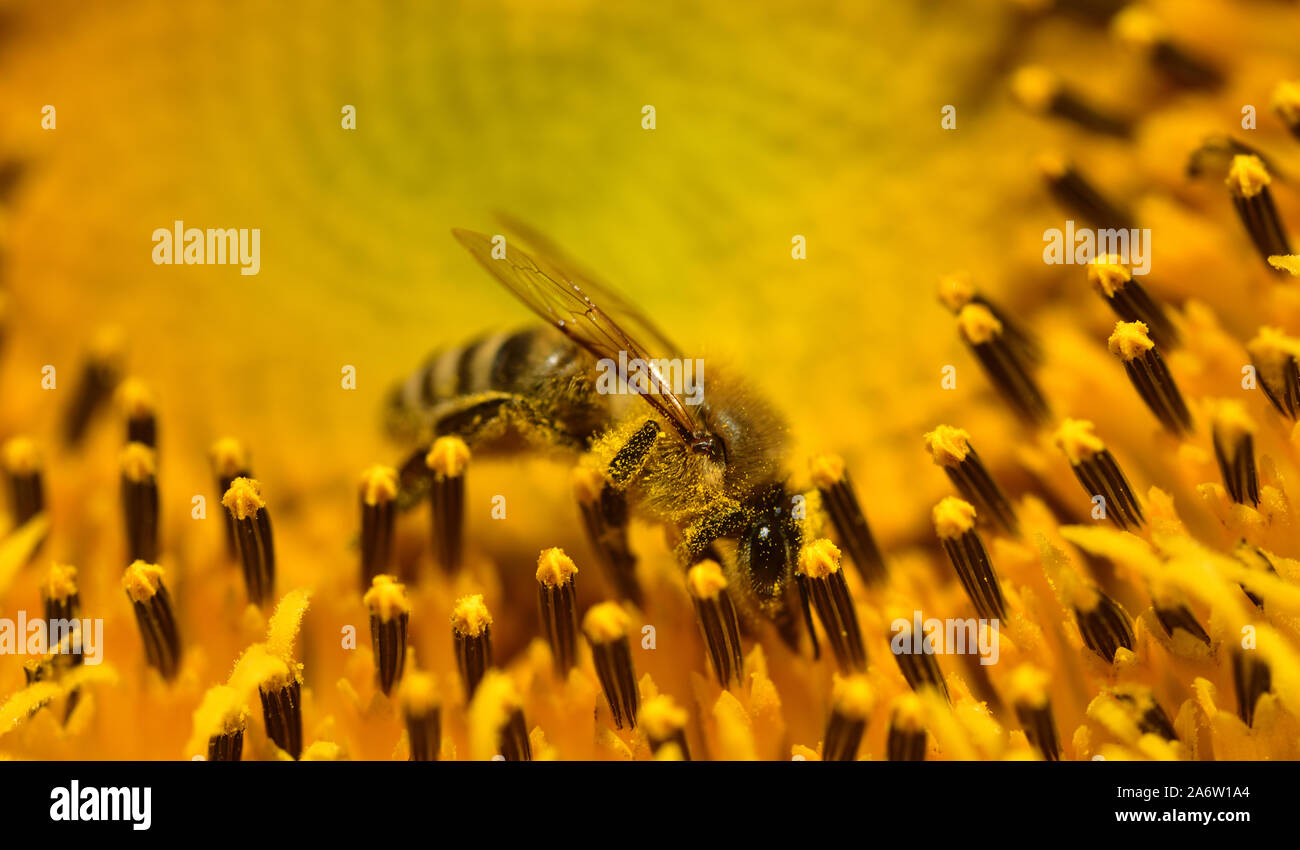 Sunflower honey bee yellow bloom hi-res stock photography and images ...