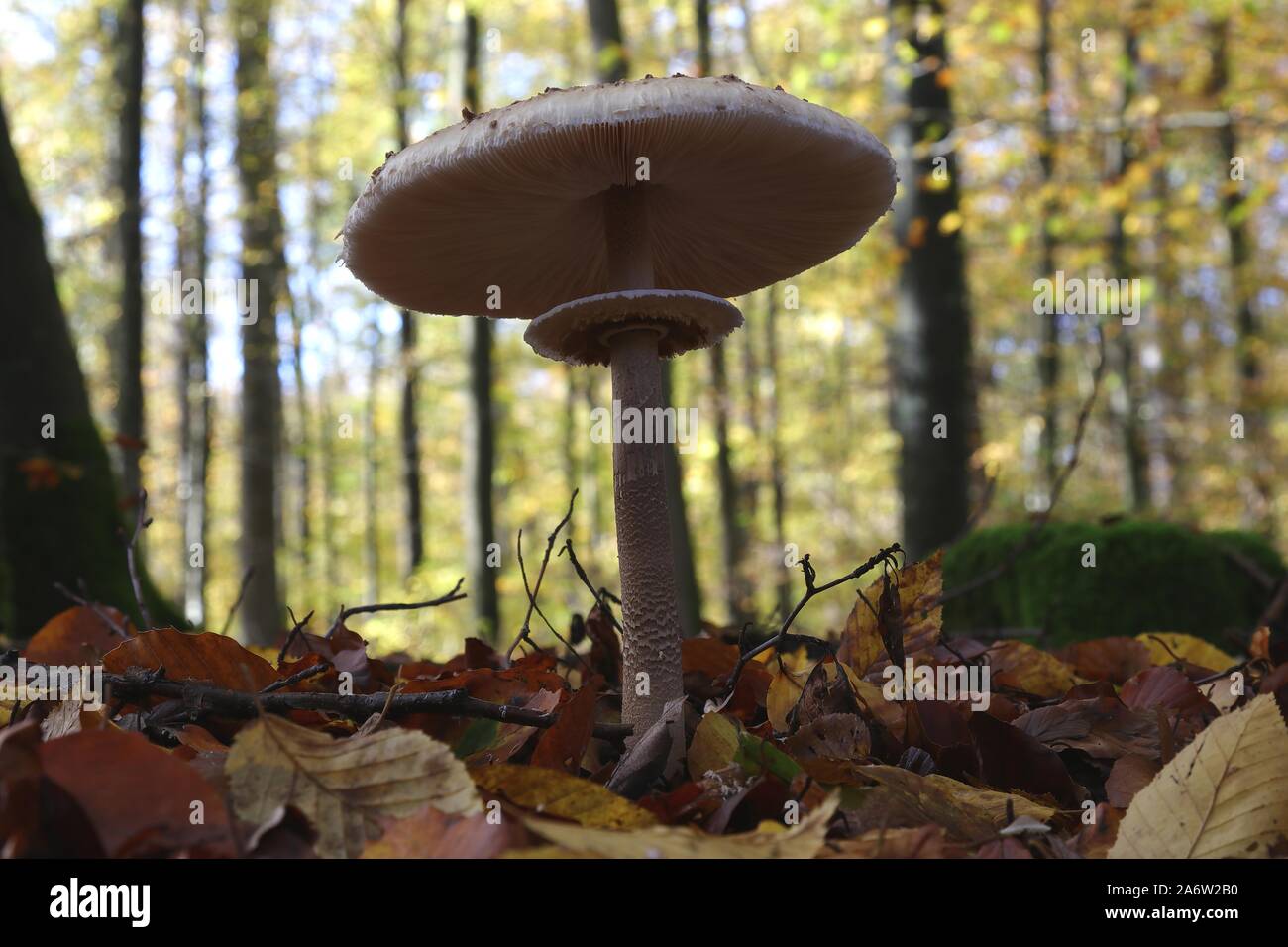 Mushrooms in the autumn forest Stock Photo
