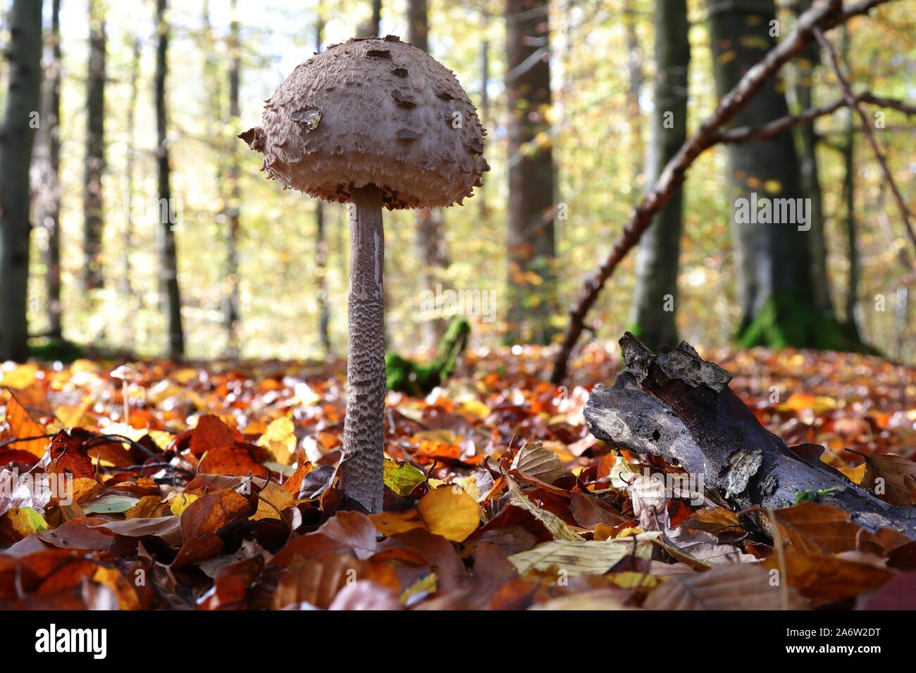 Mushrooms in the autumn forest Stock Photo