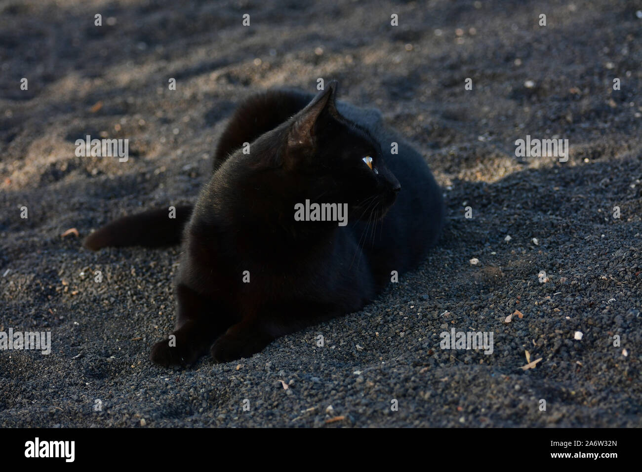 A black cat lying in the shadow with bright yellow eyes, looking to the side. Stock Photo