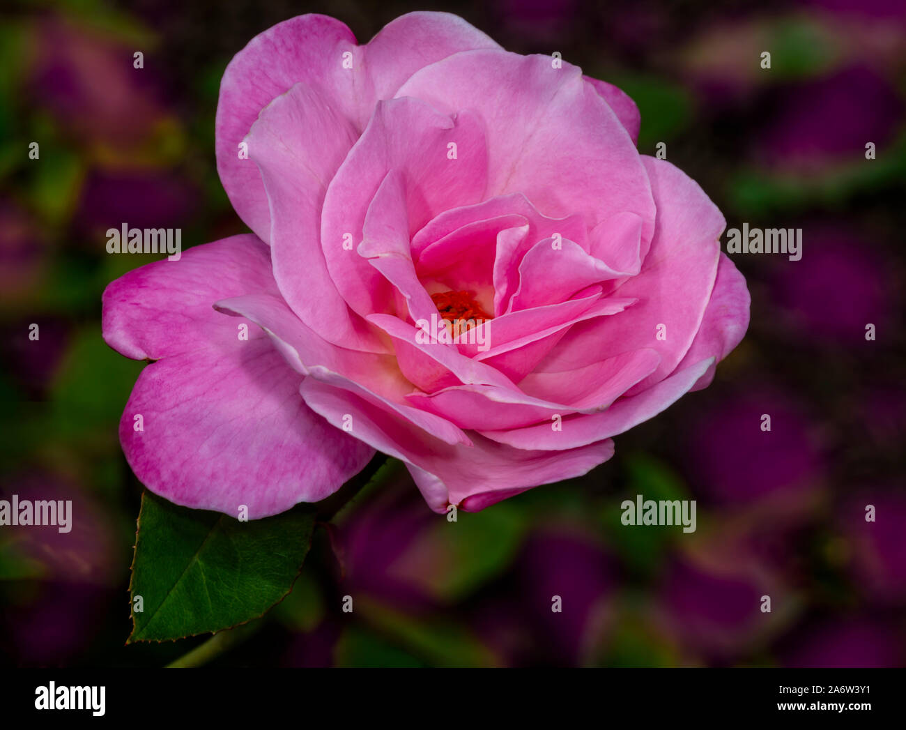 Pink Rose In The Garden Stock Photo