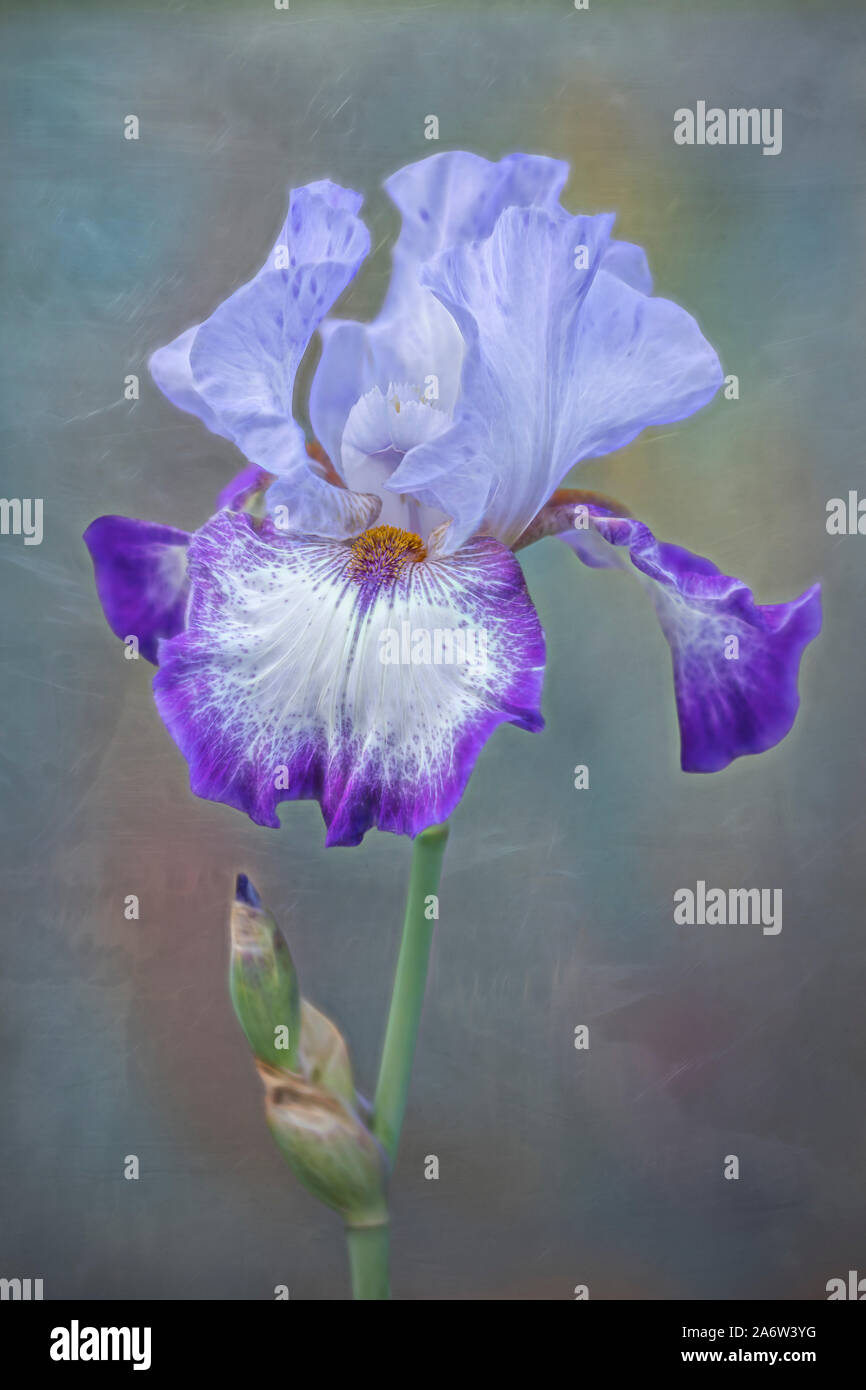 Single gracious purple and lavender Bearded Iris flower and bud against a soft  background Stock Photo