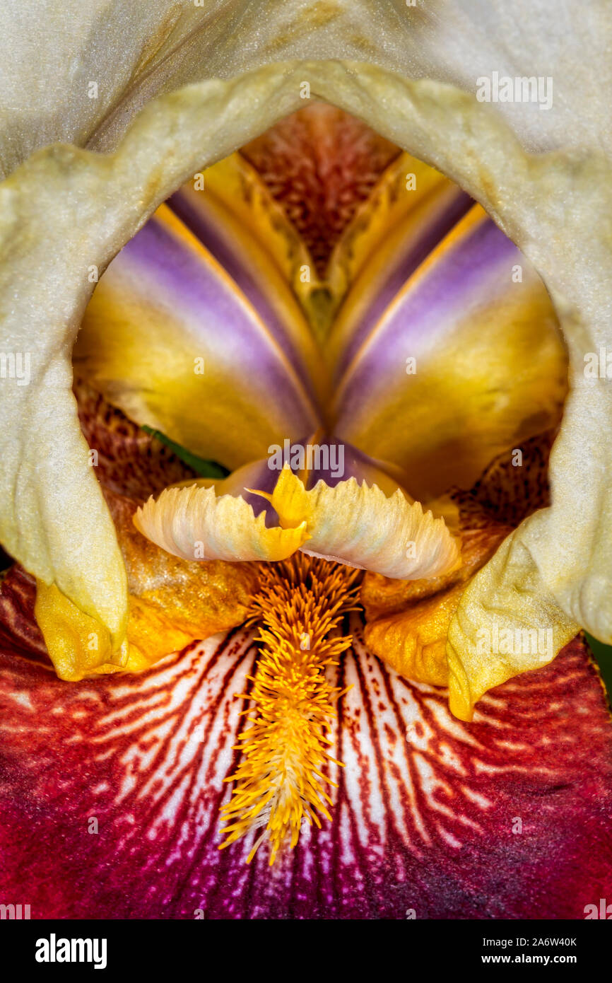 Bearded Iris Flower Up Close Stock Photo