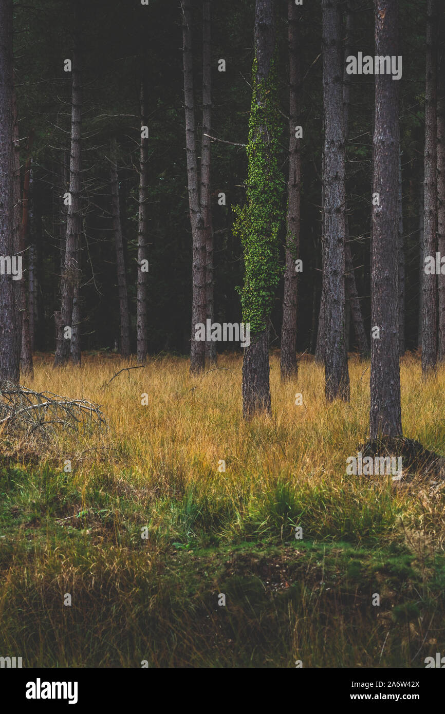 Dark moody forest hi-res stock photography and images - Alamy