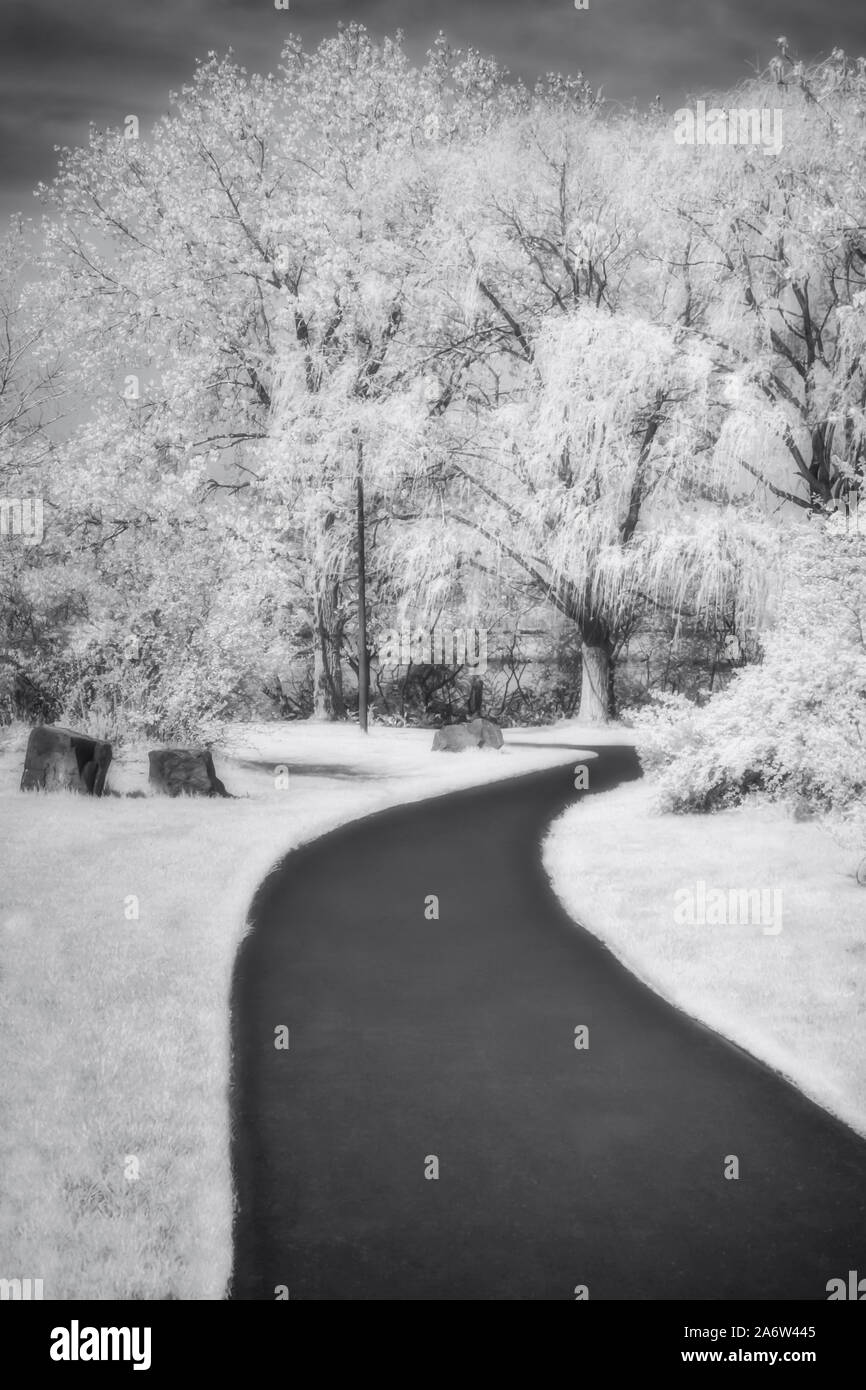Serene Path - Infared blalck and white photograph of a path to flowering trees blossoming at Laurel Hill, in Secaucus, New Jersey during the Spring. Stock Photo