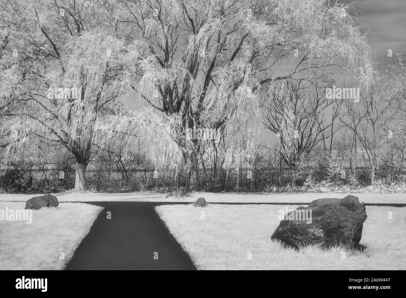 Path To Willow Trees - Infared black and white photograph of a path to flowering Willow trees at Laurel Hill, in Secaucus, New Jersey during the Sprin Stock Photo
